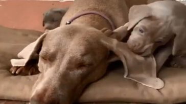 Mama dog’s reaction to puppy playing with her ear sparks laughter