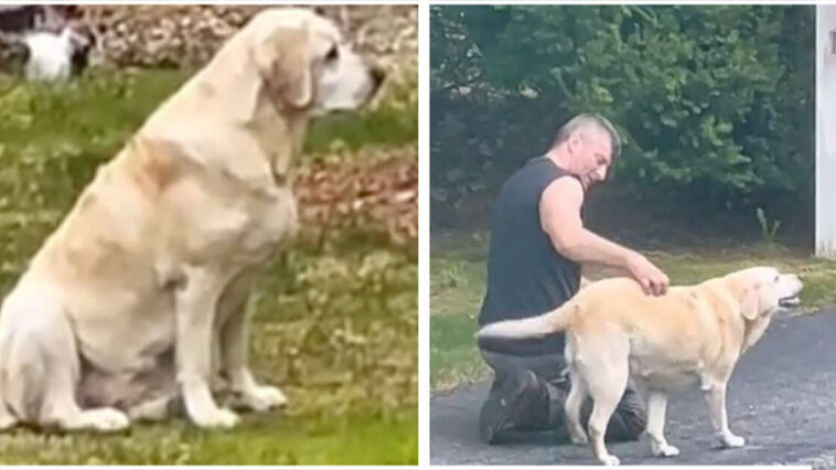 Dog Waits Patiently Every Week For Her Favorite Garbage Man To Visit