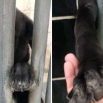 Dog Sits In Shelter Begging To Hold Hands With Anyone Who Passes By