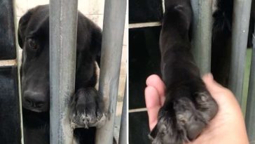 Dog Sits In Shelter Begging To Hold Hands With Anyone Who Passes By