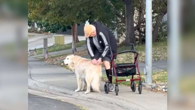 Kind Dog Patiently Waits On Lawn Each Day To Give Friend A Special Gift