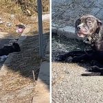 Hopeless, Hungry Puppy Sleeps On Curb Until Kind Woman Offers To Help