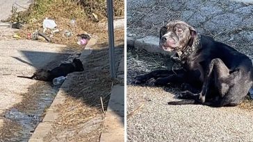 Hopeless, Hungry Puppy Sleeps On Curb Until Kind Woman Offers To Help