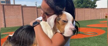 Stray Dog Who Couldn’t Stand Up Gives Rescuer Biggest Hug When She Starts To Feel Better