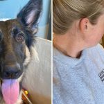 Woman Rescues Dog From Euthanasia, Then Realizes She’s Saving More Than One Life