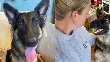 Woman Rescues Dog From Euthanasia, Then Realizes She’s Saving More Than One Life