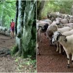 Runner Turns Around And Realizes A Flock Of Lost Sheep Is Following Her