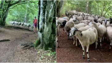 Runner Turns Around And Realizes A Flock Of Lost Sheep Is Following Her