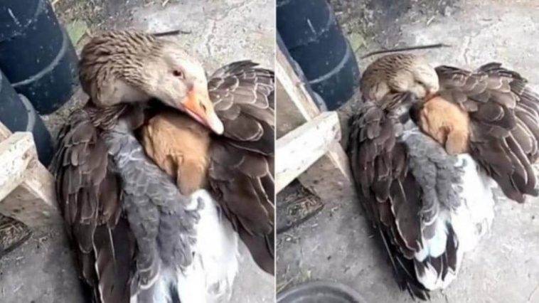 Touching Moment Of A Goose Keeping A Puppy Warm After It Was Abandoned On The Street