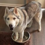 Stubborn Husky Stands In Empty Water Dish And Howls To Get Mom’s Attention