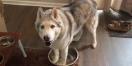 Stubborn Husky Stands In Empty Water Dish And Howls To Get Mom’s Attention