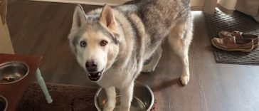 Stubborn Husky Stands In Empty Water Dish And Howls To Get Mom’s Attention