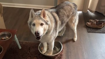 Stubborn Husky Stands In Empty Water Dish And Howls To Get Mom’s Attention