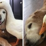 Barclay The Golden Retriever Befriended A Duck And They Are Inseparable Besties