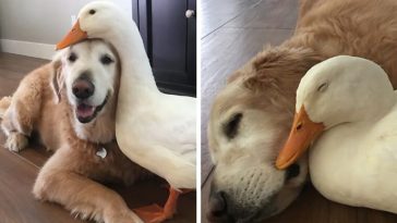 Barclay The Golden Retriever Befriended A Duck And They Are Inseparable Besties