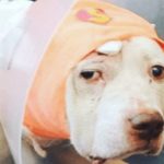 Dog Who Took Bullet For Owner Needs A Forever Home