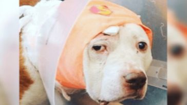 Dog Who Took Bullet For Owner Needs A Forever Home