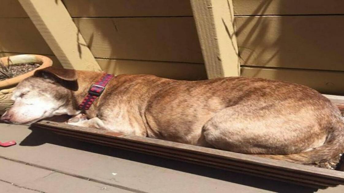 The Sick Dog Roamed the Streets for 11 Years. One Day, It Fell Asleep on the Porch of the Woman Who Changed Her Life