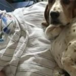 Basset Hounds Stay With Dying Baby Until She Takes Her Final Breath