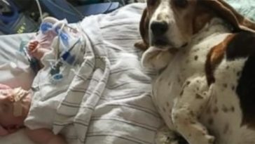 Basset Hounds Stay With Dying Baby Until She Takes Her Final Breath