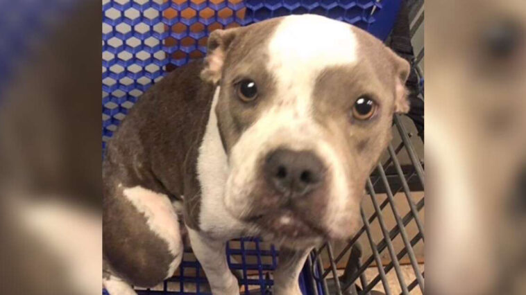 Woman Spots Someone In An Abandoned Shopping Cart And Saves A Little Life