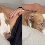 Dog Is Completely Shocked When He Feels Baby Kick In Mom’s Belly For The First Time