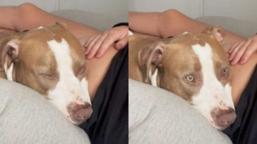 Dog Is Completely Shocked When He Feels Baby Kick In Mom’s Belly For The First Time