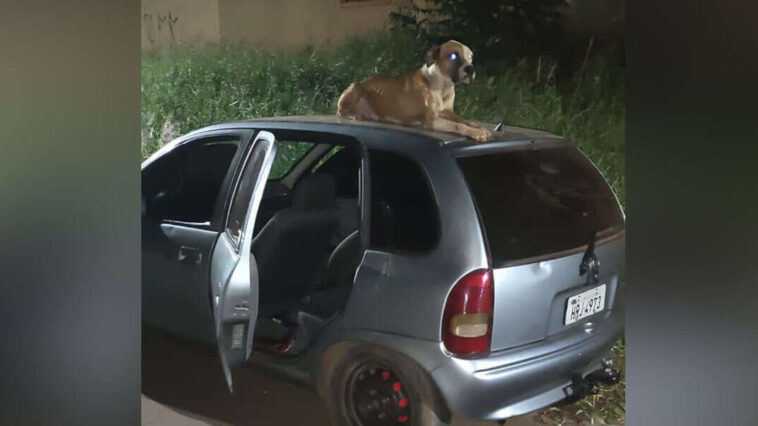 Guy found his stolen car - and now it's found with a dog