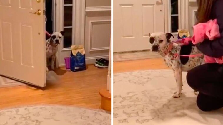 Pit Bull Tries to Work Up the Courage to Enter Her First Real Home