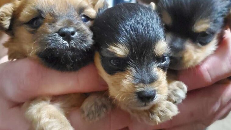 Rescue Puppies From The Same Litter All Grow Up To Look So Completely Different
