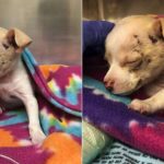 Small Stray Pup Falls From The Sky, Miraculously Survived