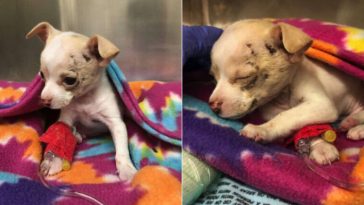 Small Stray Pup Falls From The Sky, Miraculously Survived