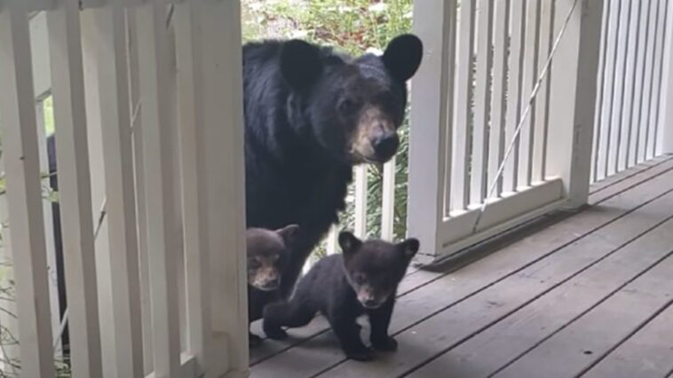 The Bear Brings Her Adorable Cubs To Meet Her Long-Time Human Friend!