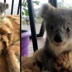 Golden Retriever Comes Home With A Baby Koala Whose Life She Just Saved