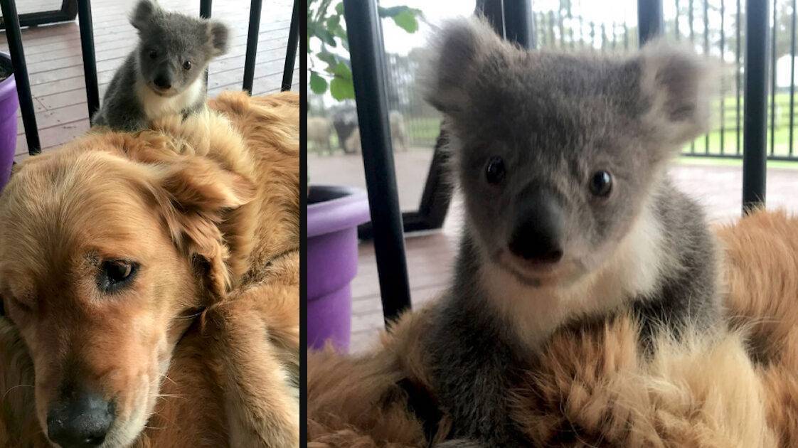 Golden Retriever Comes Home With A Baby Koala Whose Life She Just Saved