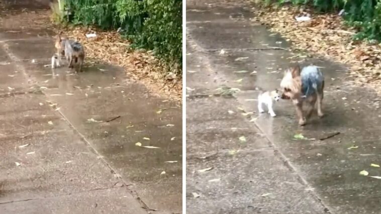 Sweet Dog Won’t Leave Tiny Kitten Out In The Rain, Brings Her Home