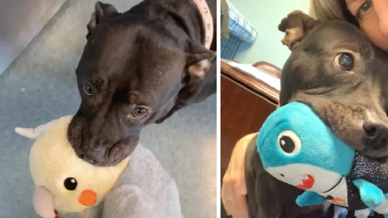 Shelter’s Longest Resident Refuses To Leave Her Collection Of ‘Stuffies’ Behind