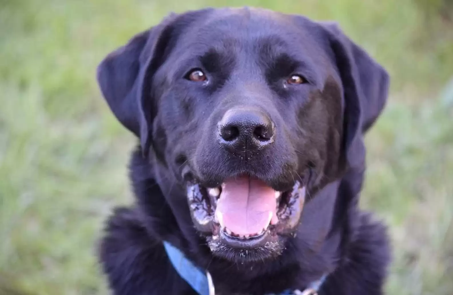 Black dog smiles at the camera.