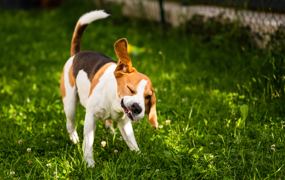 Beagle shaking outdoors best natural remedies for dogs allergies