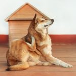 Best Natural Remedies for Dogs with Allergies