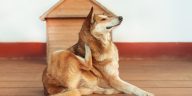 Best Natural Remedies for Dogs with Allergies