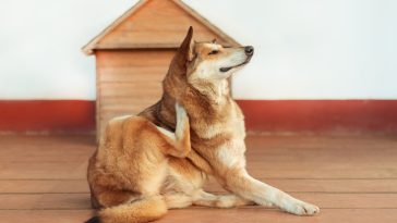 Best Natural Remedies for Dogs with Allergies