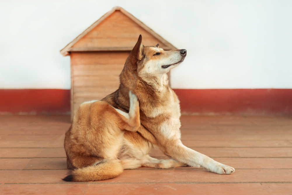 Best Natural Remedies for Dogs with Allergies