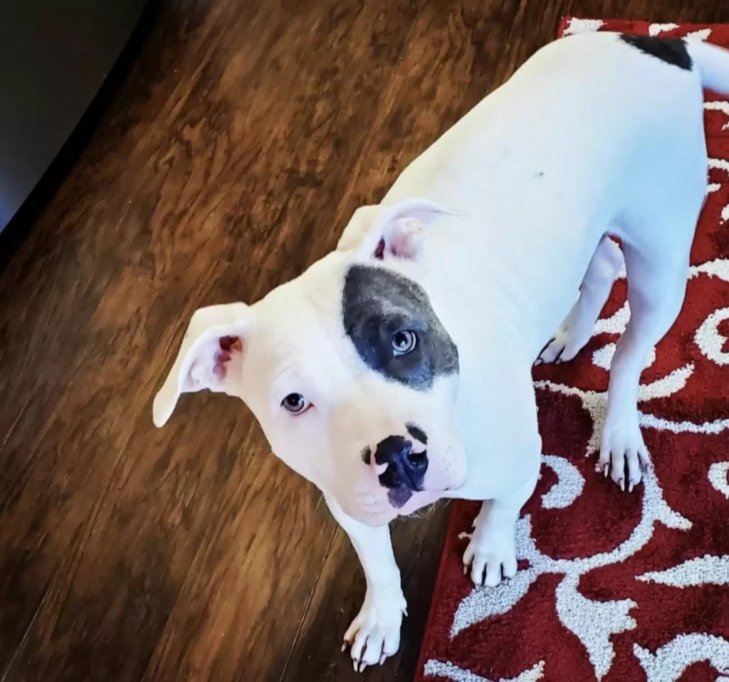 White dog looking up at the camera.