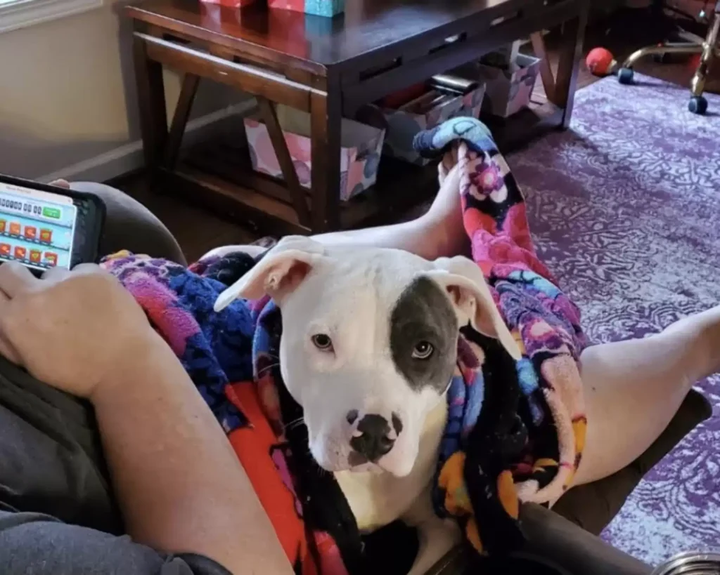 A white dog sits on her foster person's lap.