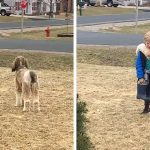 The dog hugs the child after coming home from school