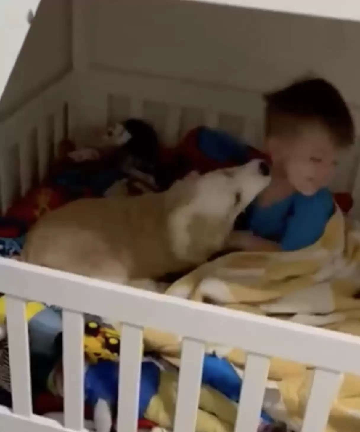 dog wakes the child and kisses him