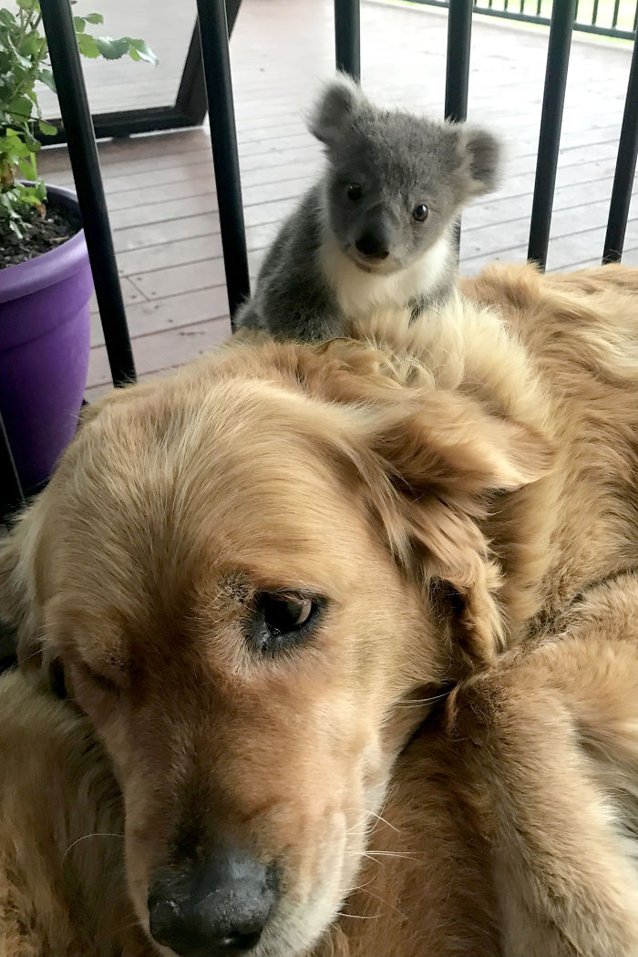 golden retriever asha saving abandoned baby koala 2