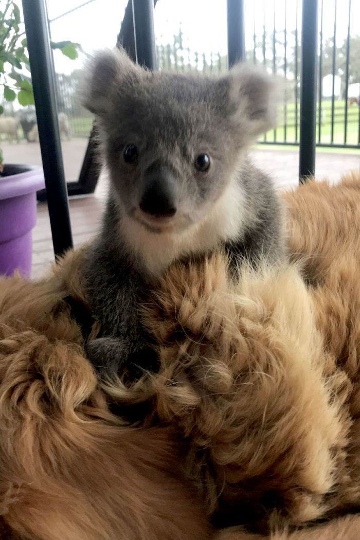 golden retriever asha saving abandoned baby koala 3