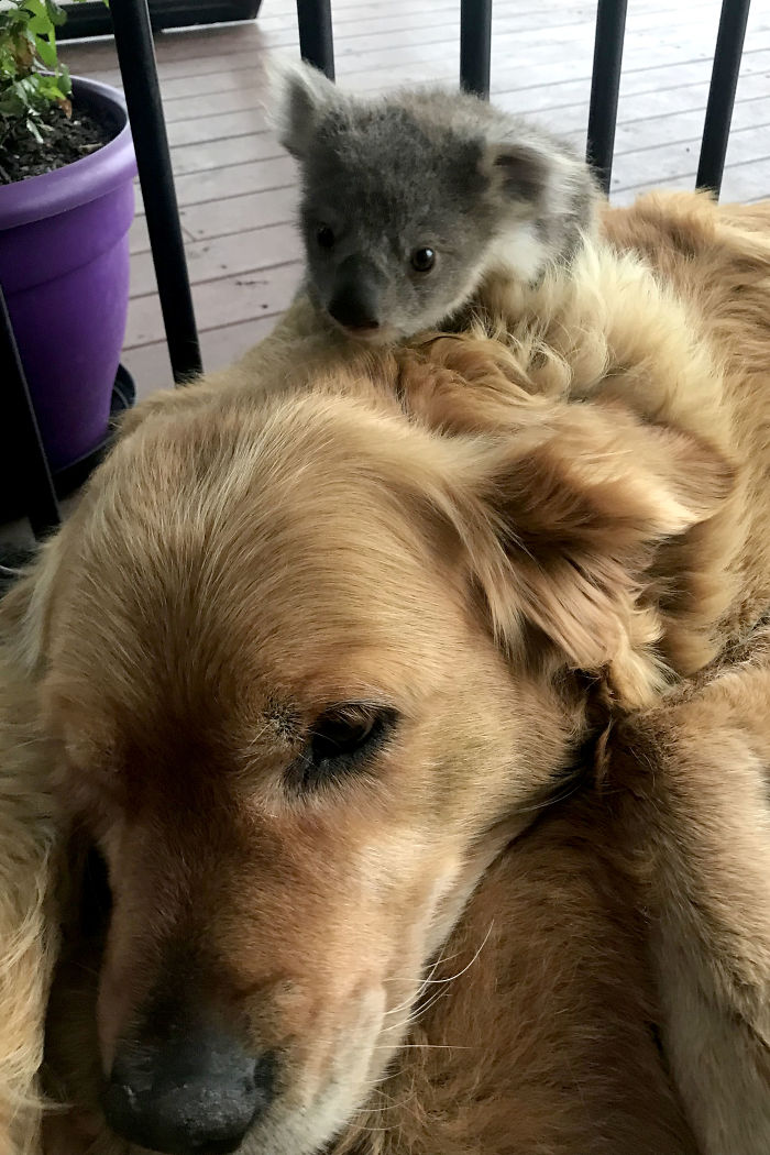 golden retriever asha saving abandoned baby koala 4